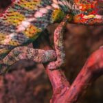 Lizard Tail - Veiled Chameleon