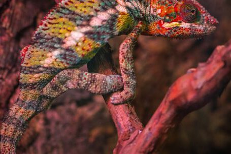 Lizard Tail - Veiled Chameleon