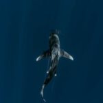 Ocean Depths - View of Shark in Pelagic Waters