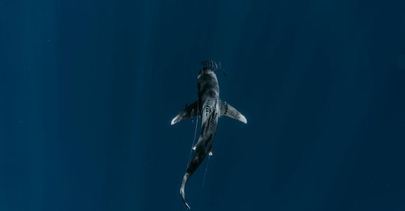 Ocean Depths - View of Shark in Pelagic Waters