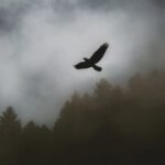 Bird Flight - Black Hawk Soaring