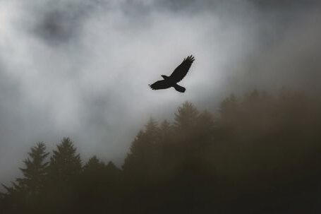 Bird Flight - Black Hawk Soaring
