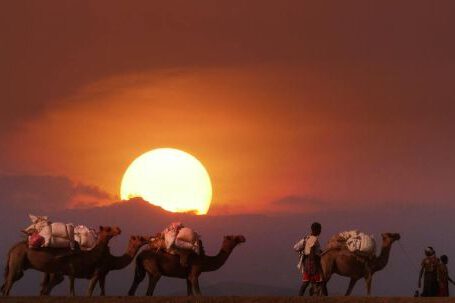 People Walking With Camels At Sunset - People Walking with Camels at Sunset