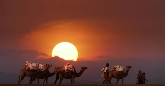 People Walking With Camels At Sunset - People Walking with Camels at Sunset