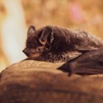 Bats - Selective Focus Photo of Black Bat on Brown Stone