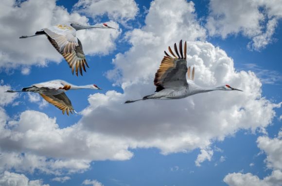 Bird Migration - white and black bird flying under white clouds during daytime