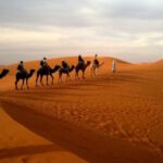 Camels - Human Riding Camel on Dessert Under White Sky during Daytime