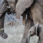 Elephants - Two Gray Elephants