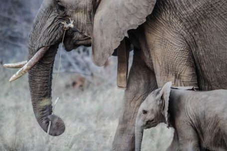 Elephants - Two Gray Elephants
