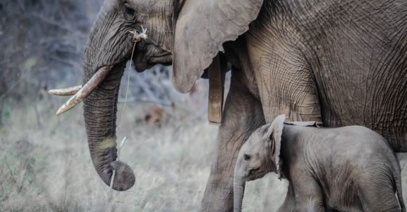 Elephants - Two Gray Elephants