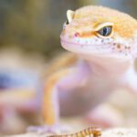 Gecko - Shallow Focus Photography of Brown Gecko