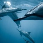 Marine Mammals - Photo of Pod of Dolphins