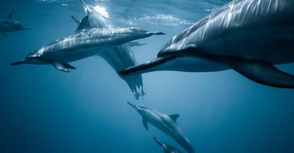 Marine Mammals - Photo of Pod of Dolphins