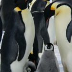 Penguins - Penguins Standing on the Snow during Daytime