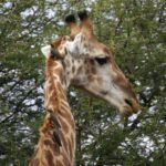 Symbiotic Relationships - giraffe eating green leaves during daytime