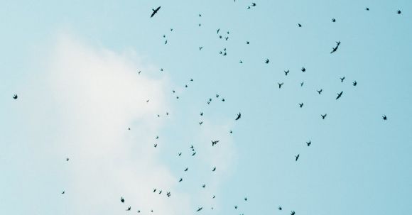 Mass Animal Migrations - Birds flying in blue sky in daylight