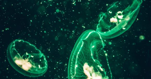 Bioluminescence - Photo of Green Jellyfish
