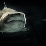 Ocean Predator - Selective Photo of Gray Shark