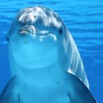 Dolphin - Cute Dolphine Underwater