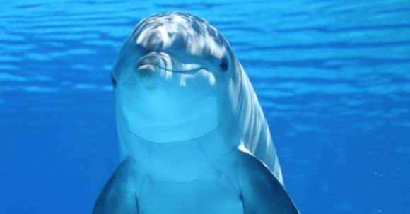 Dolphin - Cute Dolphine Underwater