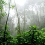 Jungle - Rainforest surrounded by Fog