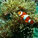 Coral Reefs - Clownfish near Coral Reef