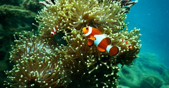 Coral Reefs - Clownfish near Coral Reef