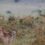 Jaguar Hunting - Graceful wild leopards on grassy savanna