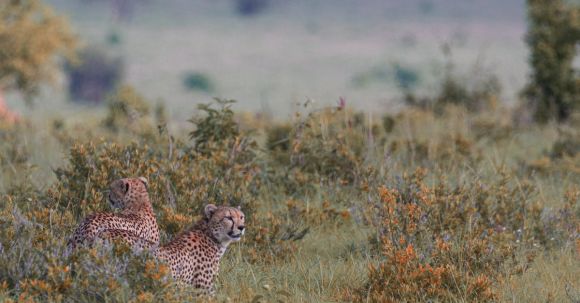 Jaguar Hunting - Graceful wild leopards on grassy savanna