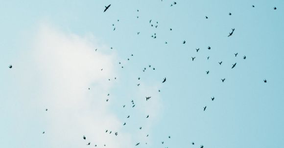 Mass Animal Migrations - Birds flying in blue sky in daylight