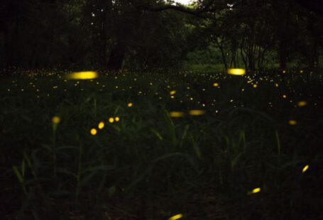 Fireflies - green-leafed plant