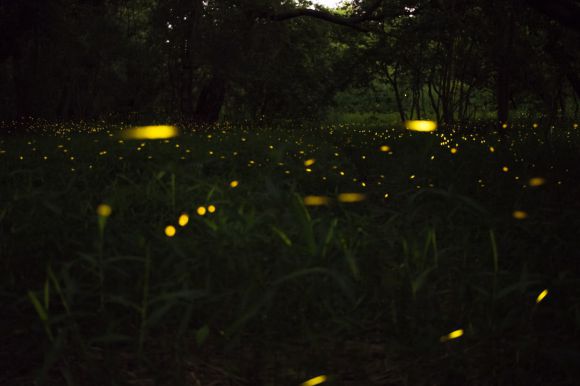 Fireflies - green-leafed plant